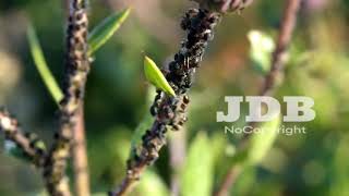 Back to 1981 - Iaio [JDB Release] · Free Copyright-safe Music screenshot 2