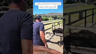 Massive Ostrich Charges at Me in South Africa #travel #viral #shorts