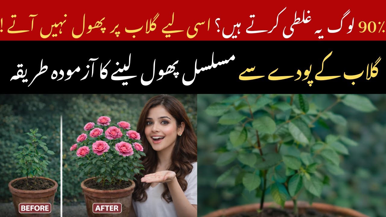 Rose Plant Not Flowering?90%लोग ये बड़ी गलती करते हैं🌹|गुलाब से लगातार फूल लेने का आज़माया हुआ तरीका