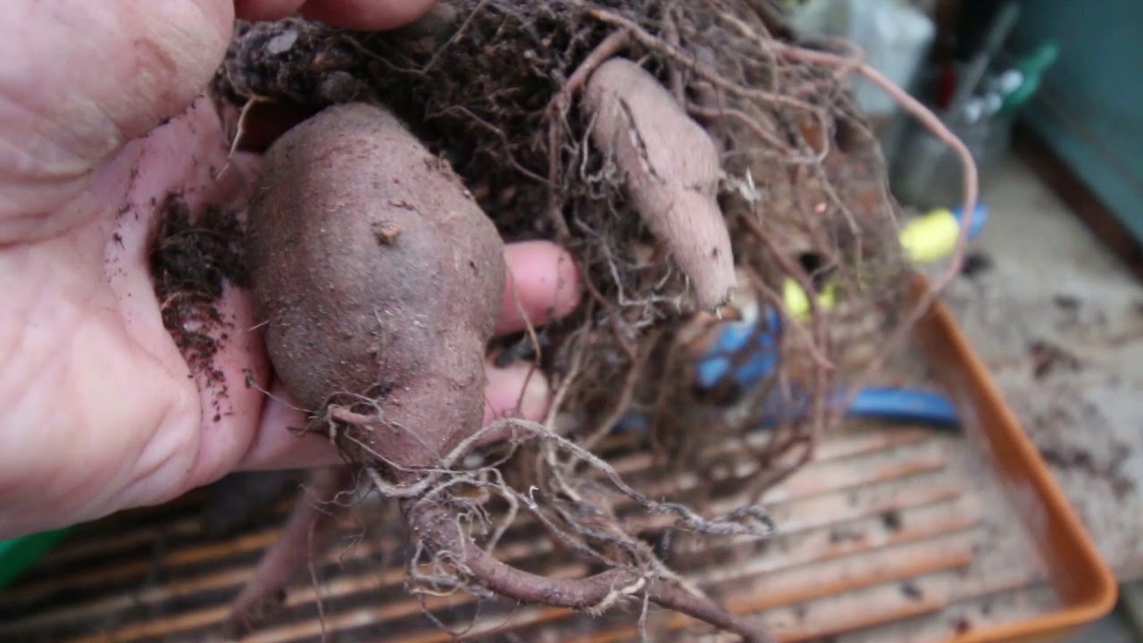Yacon, Vermehrung, Kultur, Essen, Hintergründe