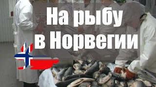 Работа на рыбе в Норвегии, уход за престарелыми, дешевое жильё в Норвегии