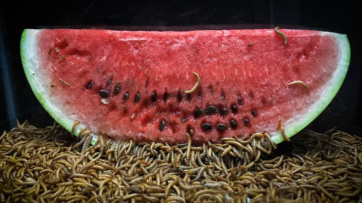 10'000 Mealworms VS Watermelon l Mealworms eating watermelon time-lapse