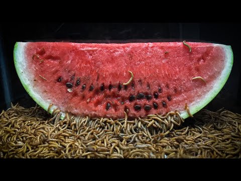 10'000 Mealworms VS
