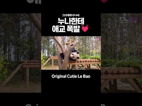 눈나 나 이렇게 귀여운데? #러바오