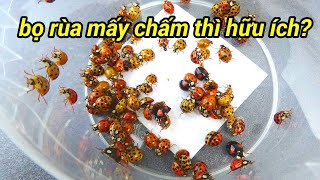 Bọ rùa có ích hay có hại cho vườn rau, Ladybugs, Marienkäfer | schwarz nguyen garden Bọ rùa có ích hay có hại cho vườn rau, Ladybugs, Marienkäfer | schwarz nguyen garden