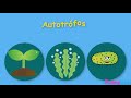 Organismos autótrofos y heterótrofos// Videos educativos para niñod