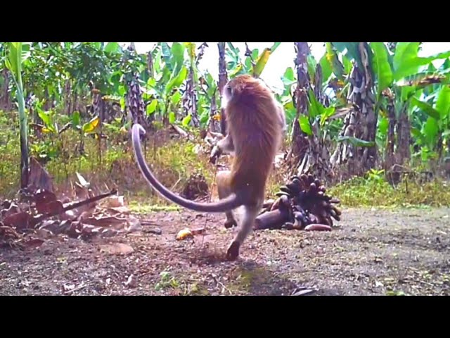 🔴The moment a monkey pest escapes from its snare in a banana plantation class=