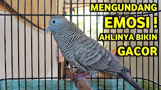 Download lagu Suara Perkutut Lokal Gacor Untuk Pikat Dan Terapi Malas Bunyi Paling Ampuh 100% !!