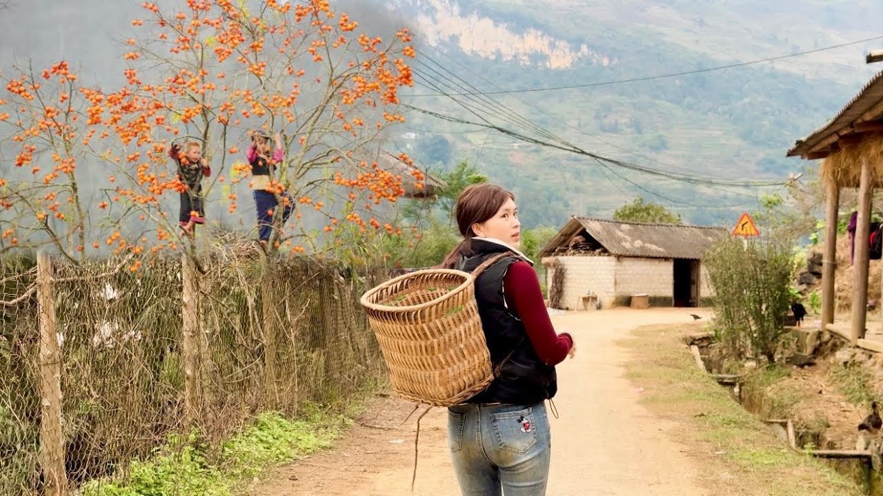 EM MỶ ĐI TÌM RUỘNG SÂM ĐƯƠNG QUY “ CỦ TO NHẤT “ SIMACAI - LÀO CAI