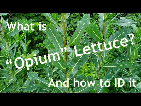 Video: Aflați despre virusul Big Vein Lettuce: Recunoașterea salatei verde cu virusul Big Vein