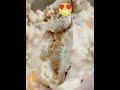CREAMY MANGO FLOAT #yummy #mangofloat #myfavorite