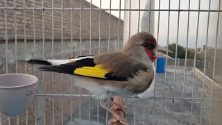 Gold finch singing | Himalayan gold finch high songs | Top bird sounds