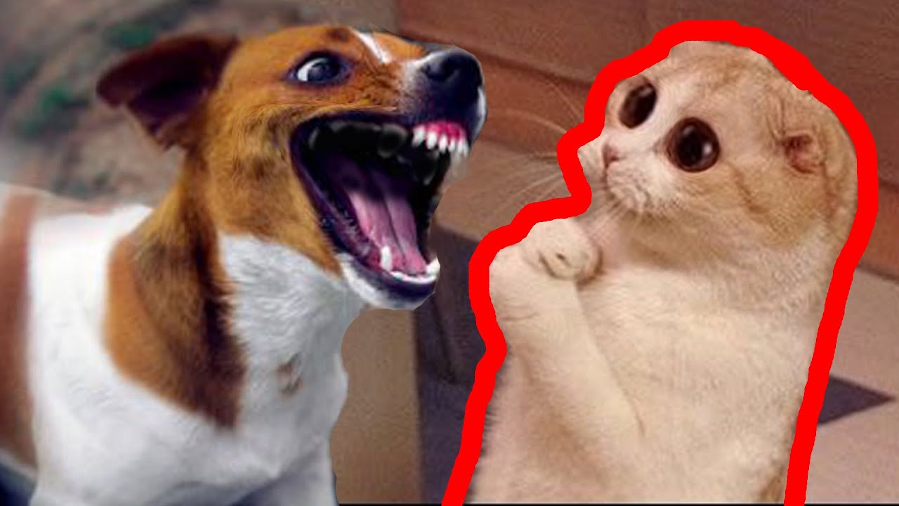 Top 10 Funniest Cat Videos 2020 You Will Die Laughing YouTube