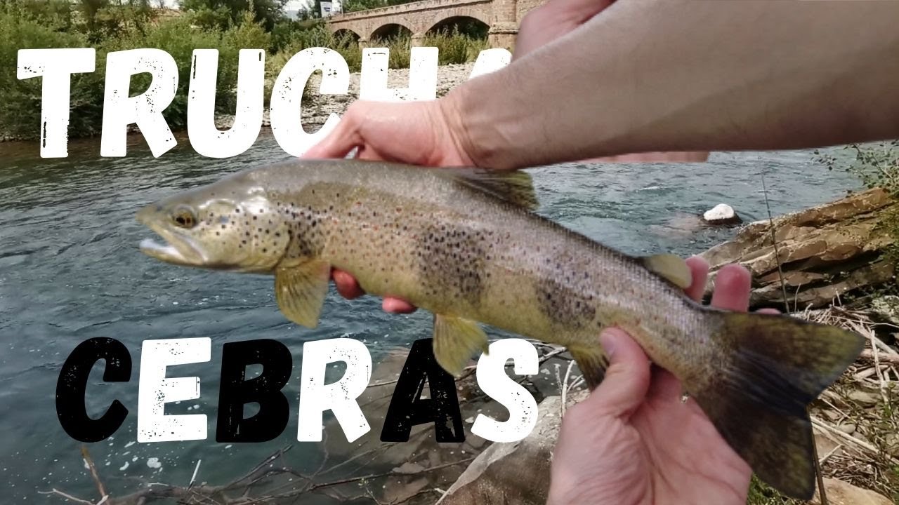 Pesca con mosca de grandes truchas ZEBRAS