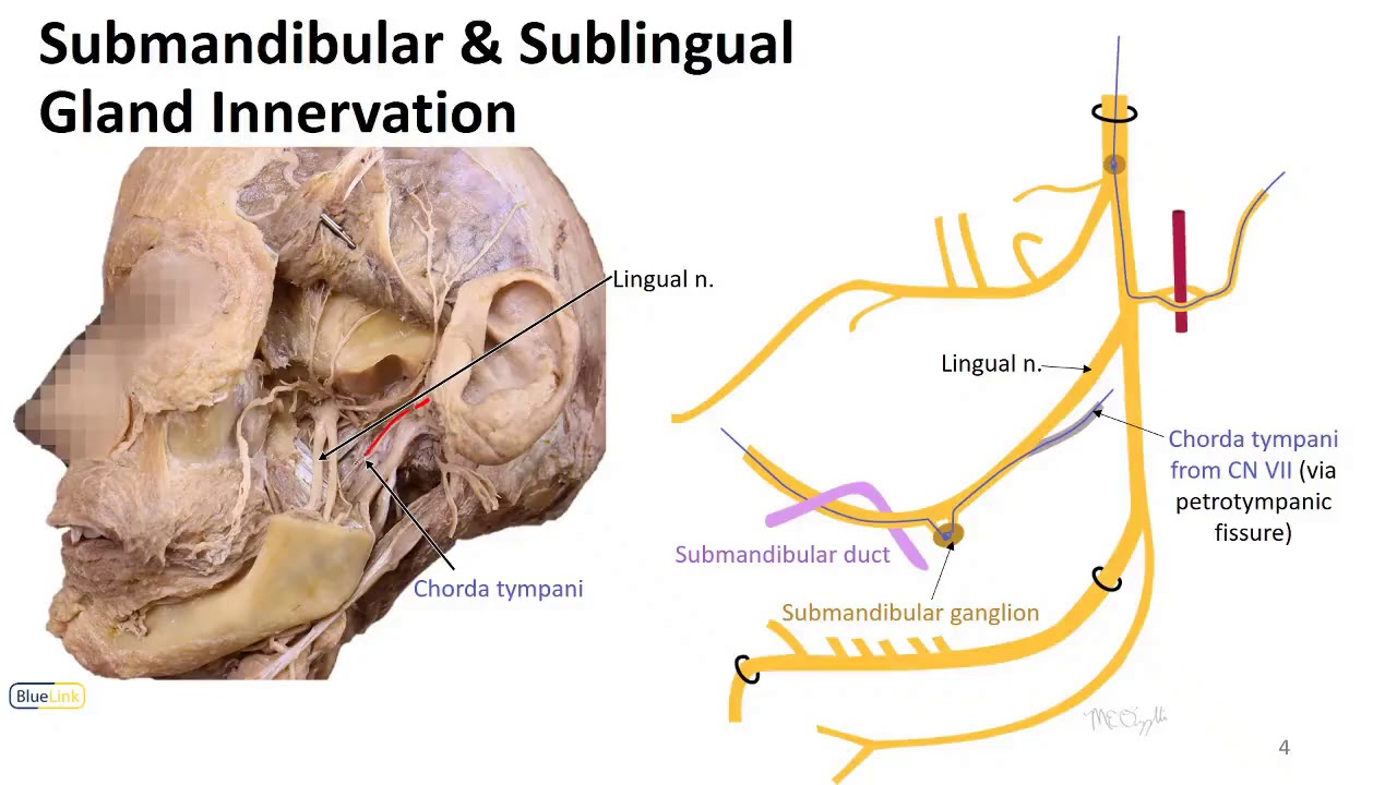 Mastication LO - Mandibular Nerve 