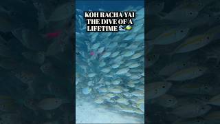 Diving at Koh Racha Yai – Thailand’s Most Beautiful Reef 🌊🐠 | Phuket Scuba Adventure