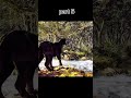 #short jungle book part 5