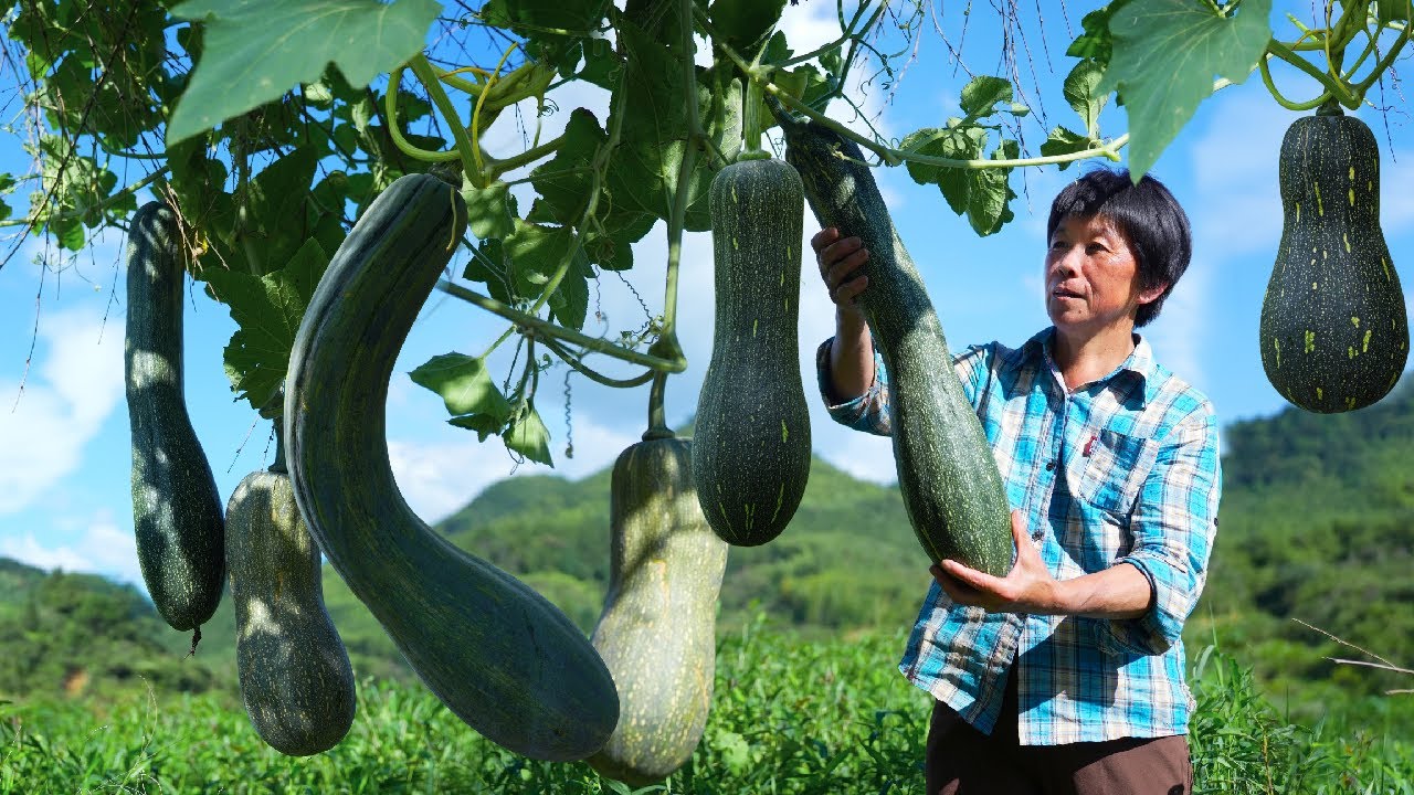 牛腿南瓜又粗又长，半个就能做3种糕点，金黄香甜糯叽叽的营养餐｜cowleg pumpkin