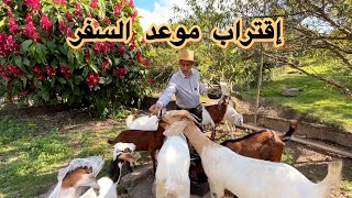 مصائد الفئران / شفاء النعجة / شفاء معزوز الصغير