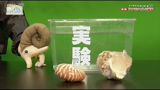 ナンモナイトのぐるぐる地学 【第一回　アンモナイトの秘密】