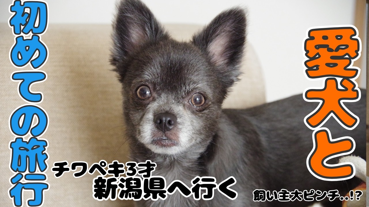 初めて愛犬と旅行🎒｜旅行先で飼い主大ピンチ！｜あてま高原 ベルナティオ【チワペキとマンチカン】