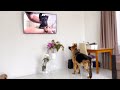 Shocked German Shepherd Recognises Himself On TV!