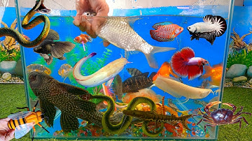 Tổng hợp các video cá cảnh đẹp, động vật dễ thương, cá kim phụng, cá trê, cua cam, rắn xanh, cá hổ