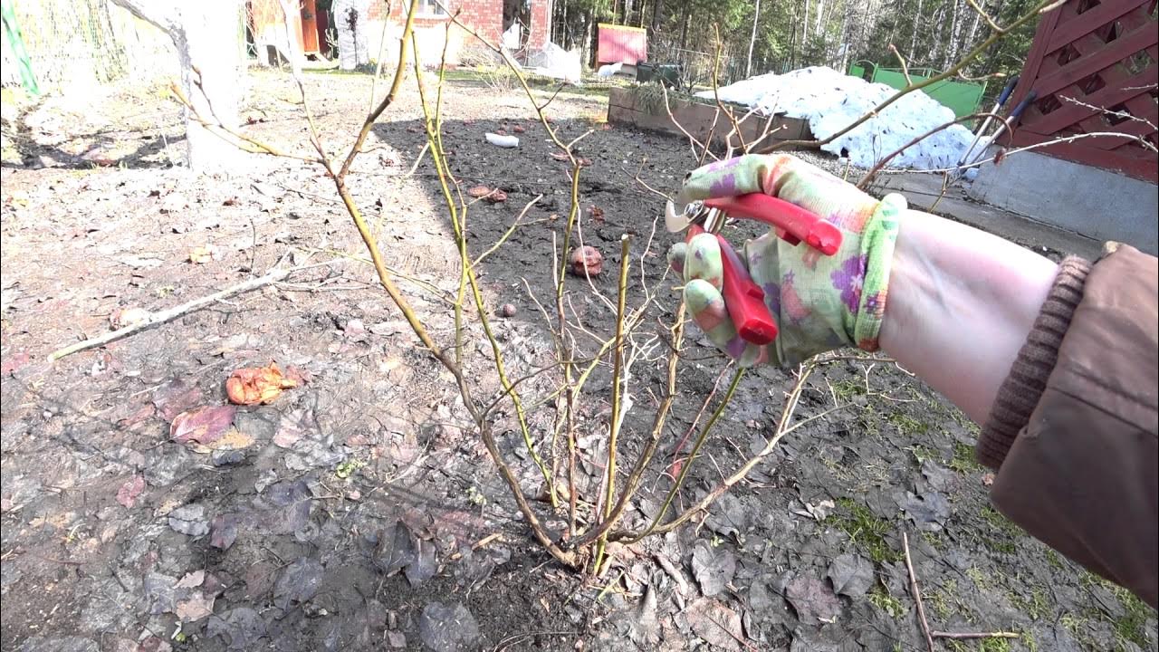 Голубика садовая куст весной. Формирование куста голубики садовой. Обрезка садовой голубики весной. Обрезка садовой голубики весной. Голубика садовая обрезка.