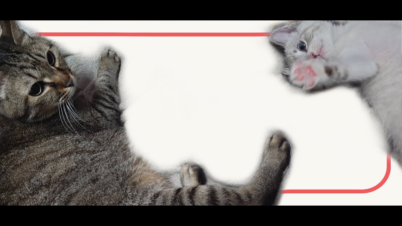 猫とゲーム配信　Destiny2