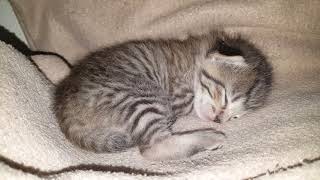 Kitten sleeping and twitching Content