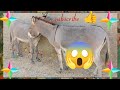 Donkey power 💪#mating @TheGlobalAnimalsWorld @cowphobia8623 @donkey13 