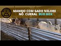 TESTEI O CURRAL BUD BOX COM O GADO NELORE.