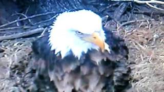 Eagles   鷹媽媽的無助  20110405-3