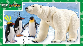 【アニア研究所】#28「ホッキョクグマとペンギンは同じ場所には住んでいない！？北極・南極で暮らす動物たちが水に浮くアニアになって登場だ！」【タカラトミー公式】
