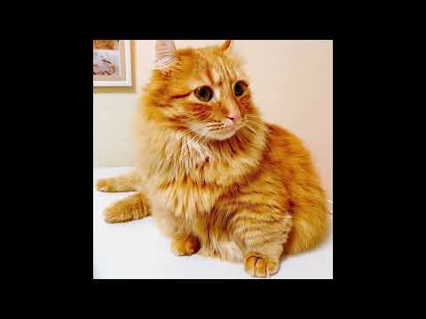 Видео: Кошачий помет 101