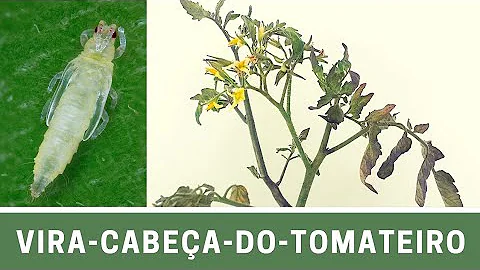 O que é tripes na lavoura?