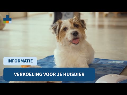 Video: Hondenschaduw en koeling producten