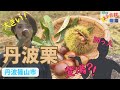 【兵庫★スター食材図鑑】「丹波篠山市の丹波栗」