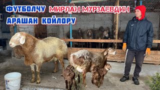 Футболчу МИРЛАН МУРЗАЕВДИН арашан койлору. +996708205555📱📞