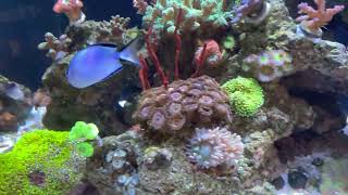 Reef Tank 100. Watanabei Angelfish. #Short. #Shorts.