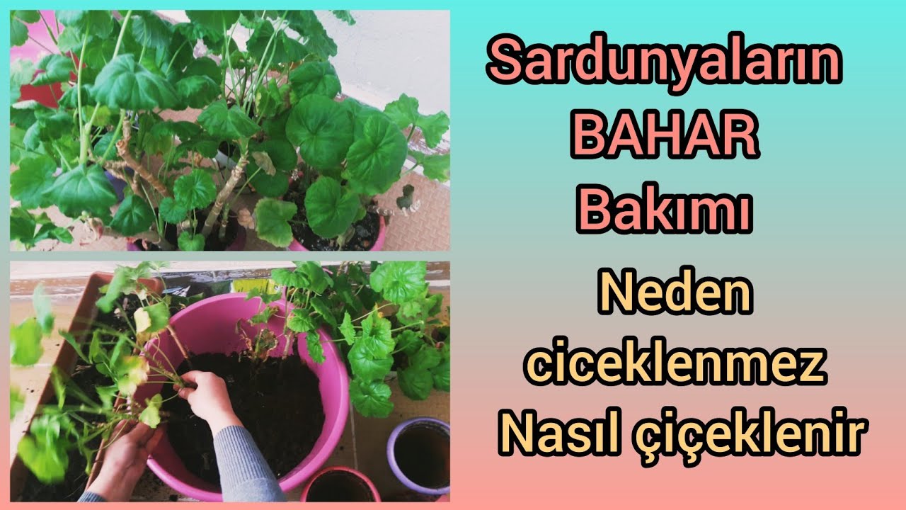 sardunyaların ilkbahar bakımı sardunya gençleştirme- #sardunyaçiçeğibakımı #sardunya budama