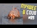 Лучшие приколы в COUB / #89 / Королева СосУль