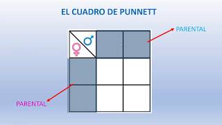 Punnett Square