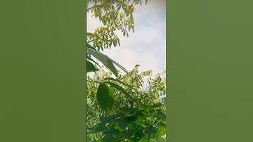Gagal dapat anakan burung cendet #burung #kicaumania #cendetmania