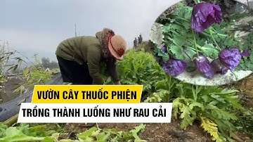 Hoảng hồn vì vườn cây thuốc phiện trồng thành luống như rau cải ở Sa Pa