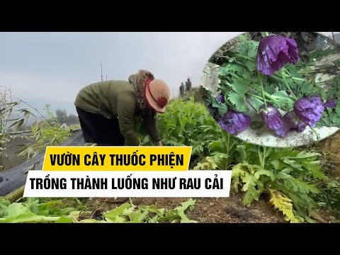 Video Hoảng hồn vì vườn cây thuốc phiện trồng thành luống... - youtube