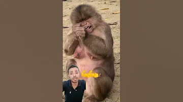 القرد مش موجود في الدول العربية فلانكحي 