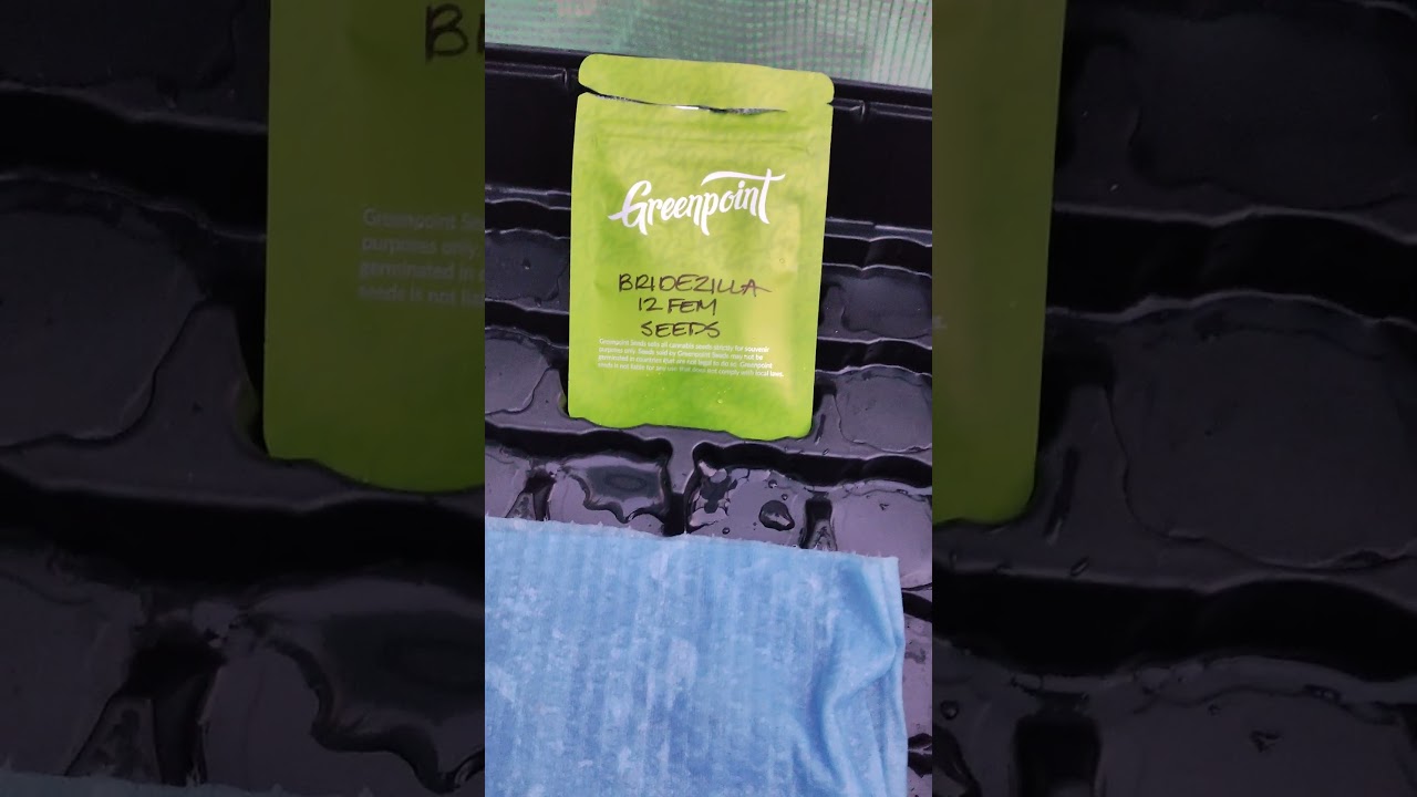 Update on New Strains, Germinating.  Greenpoint seeds & seedman seeds..