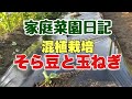 そら豆と玉ねぎ一緒に植えるといいらしいです!