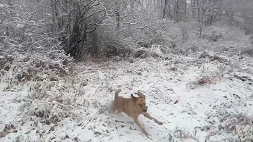 Hunting video and pictures with 3 Chesapeake bay retrievers 2024 - 25